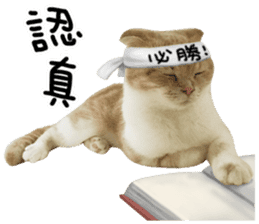 Hello! la-cha-hua's cat sticker #14116210
