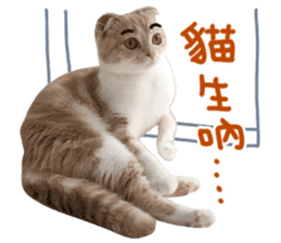 Hello! la-cha-hua's cat sticker #14116212