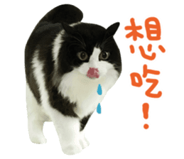Hello! la-cha-hua's cat sticker #14116216