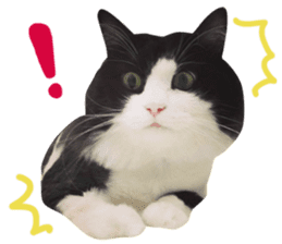Hello! la-cha-hua's cat sticker #14116217