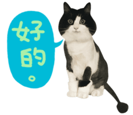 Hello! la-cha-hua's cat sticker #14116218