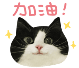 Hello! la-cha-hua's cat sticker #14116219