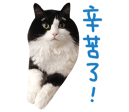 Hello! la-cha-hua's cat sticker #14116220