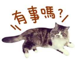 Hello! la-cha-hua's cat sticker #14116221