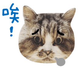 Hello! la-cha-hua's cat sticker #14116222