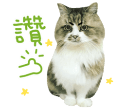 Hello! la-cha-hua's cat sticker #14116223