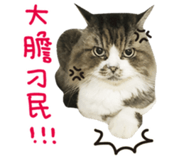 Hello! la-cha-hua's cat sticker #14116224