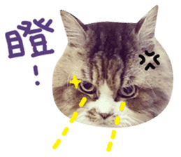 Hello! la-cha-hua's cat sticker #14116225