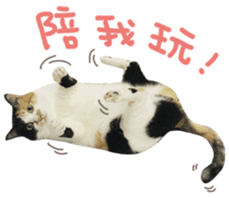Hello! la-cha-hua's cat sticker #14116227