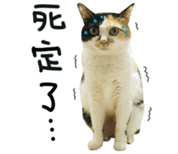 Hello! la-cha-hua's cat sticker #14116228