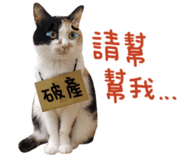 Hello! la-cha-hua's cat sticker #14116229