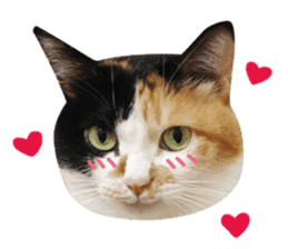 Hello! la-cha-hua's cat sticker #14116230