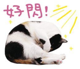 Hello! la-cha-hua's cat sticker #14116231