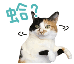 Hello! la-cha-hua's cat sticker #14116232