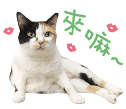 Hello! la-cha-hua's cat sticker #14116233