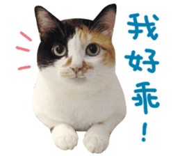 Hello! la-cha-hua's cat sticker #14116234