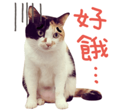 Hello! la-cha-hua's cat sticker #14116235