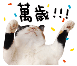 Hello! la-cha-hua's cat sticker #14116236