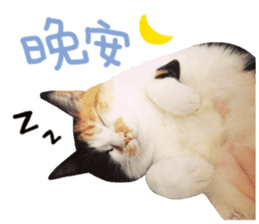 Hello! la-cha-hua's cat sticker #14116237