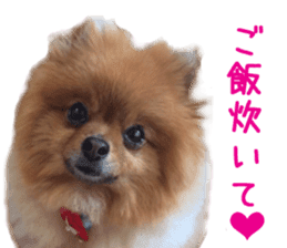 Real DOG Brown Pomeranian sticker #14119334