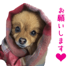 Real DOG Brown Pomeranian sticker #14119335