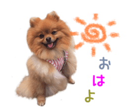 Real DOG Brown Pomeranian sticker #14119336