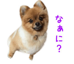 Real DOG Brown Pomeranian sticker #14119337