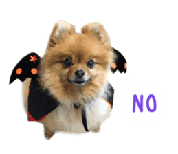 Real DOG Brown Pomeranian sticker #14119338