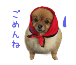 Real DOG Brown Pomeranian sticker #14119339
