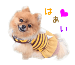 Real DOG Brown Pomeranian sticker #14119340