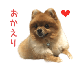 Real DOG Brown Pomeranian sticker #14119341