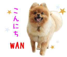 Real DOG Brown Pomeranian sticker #14119342