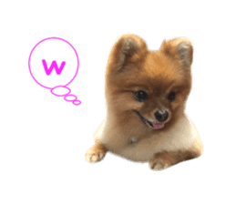 Real DOG Brown Pomeranian sticker #14119343