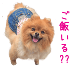 Real DOG Brown Pomeranian sticker #14119344