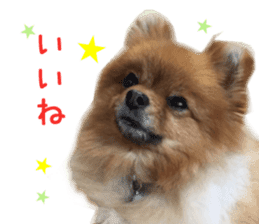 Real DOG Brown Pomeranian sticker #14119345