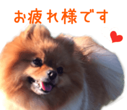 Real DOG Brown Pomeranian sticker #14119346