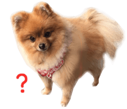 Real DOG Brown Pomeranian sticker #14119347