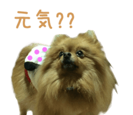 Real DOG Brown Pomeranian sticker #14119348