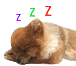 Real DOG Brown Pomeranian sticker #14119349