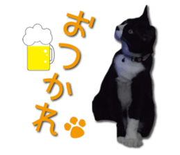 I am RAITO the cat. sticker #14119646