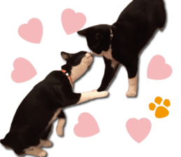 I am RAITO the cat. sticker #14119647