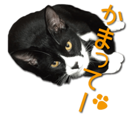 I am RAITO the cat. sticker #14119648