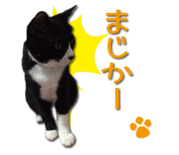 I am RAITO the cat. sticker #14119649