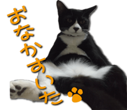 I am RAITO the cat. sticker #14119650