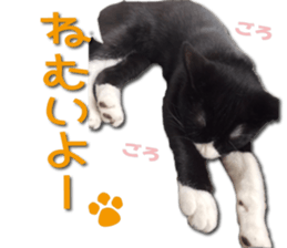 I am RAITO the cat. sticker #14119651