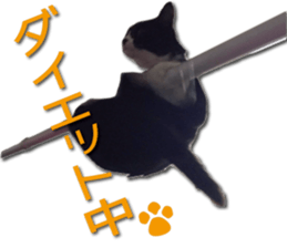 I am RAITO the cat. sticker #14119652