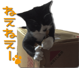 I am RAITO the cat. sticker #14119653