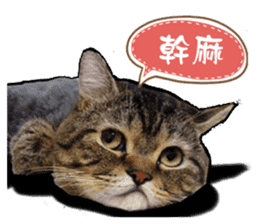 Cats greeting words sticker #14126926
