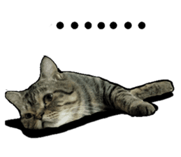 Cats greeting words sticker #14126927