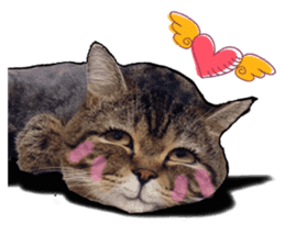Cats greeting words sticker #14126928